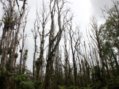 Saving Ohia: Hawaii’s Sacred&nbsp;Tree